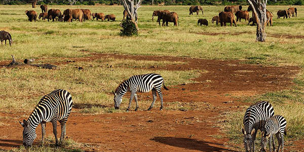 viaje con safari y hotel a Kenia oferta