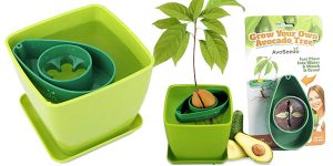 Kit de jardinería AvoSeedo para cultivar aguacates barato en Amazon