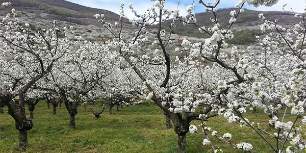 Valle Jerte escapada en primavera barata