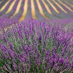 Brihuega campos de lavanda escapada barata