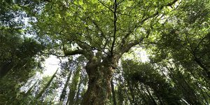 Hotel Ciudad Compostela Santiago escapada árbol europeo 2022