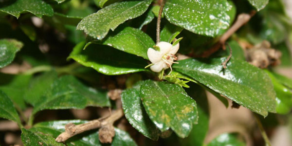 Bonsái Carmona Microphylla de 5 años en Planeta Huerto