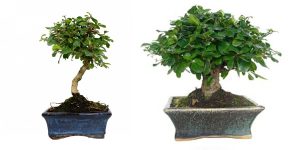 Bonsái Carmona Microphylla de 5 años barato en Planeta Huerto