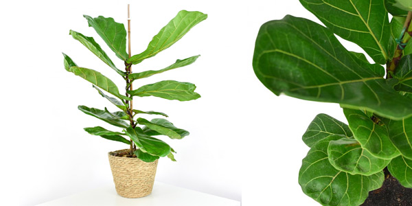 Ficus Lyrata barato en Planeta Huerto