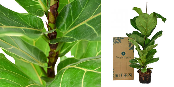 Ficus Lyrata chollo en Planeta Huerto