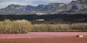 Ribera Ebro floración primavera escapada barata