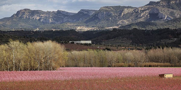 Ribera Ebro floración primavera escapada barata