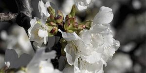 Valle Tiétar floración cerezos escapada