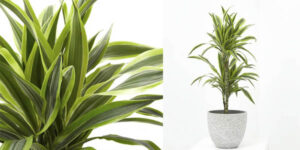 Verdecora Dracena Lemon Lime planta natural interior chollo