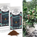 Chollo Café Corsini Guatemala de 750 g