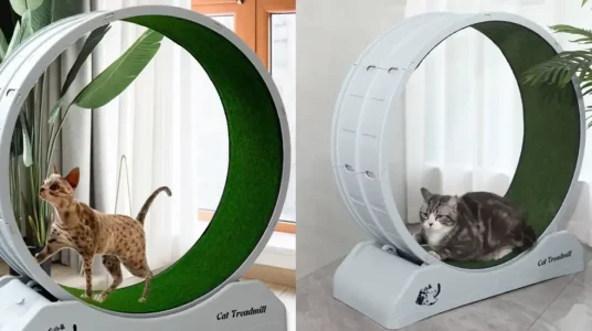 Cinta correr giratoria para gatos