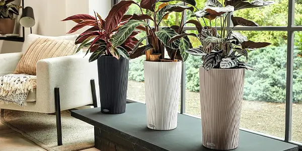 Maceta LECHUZA Cilindro