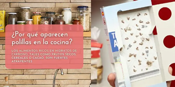 trampas para las polillas de los alimentos Orion oferta
